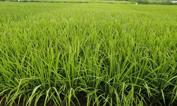头条问答 - 有几百亩竹香稻,怎样才可以高产?(5个回答)