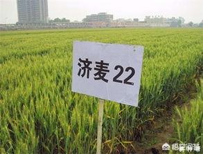 济麦22和175哪个更高产？