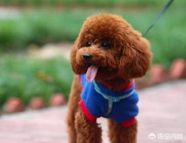 水狗:水狗图片 养泰迪犬每天都要做什么？