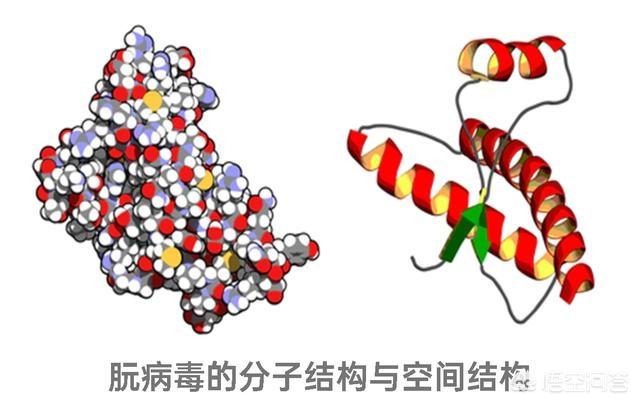 巴氏小体失活的意义是什么:食物加热消毒杀菌后，死了的细菌变成了什么？