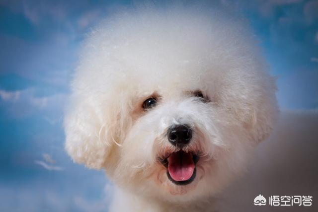 成年比熊犬好养吗:比熊犬有什么缺点，为什么有人说养得人更少了？