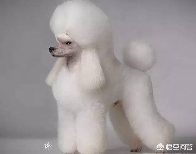 一个月贵宾犬图片欣赏:养一只巨贵犬是什么体验？