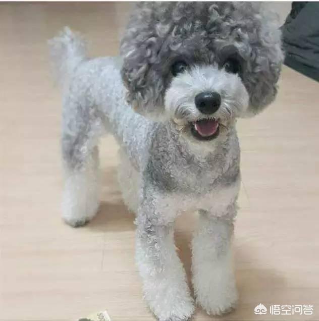 一个月贵宾犬图片欣赏:养一只巨贵犬是什么体验？