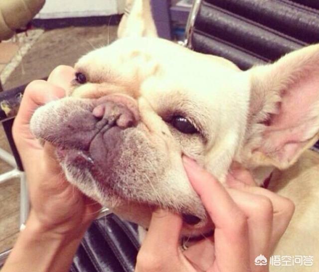 法牛犬:怎么惩罚法斗犬是不对的？