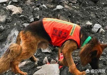 地震救援搜救犬:什么品种的狗狗最适合做搜救犬？