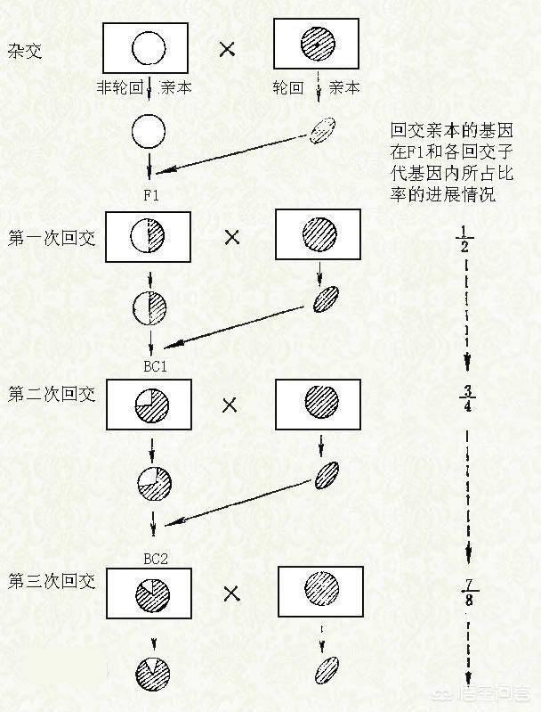 加拿大无毛猫:怎么买斯芬克斯无毛猫不会看好不好怎么买