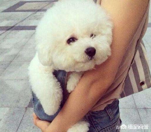 比熊狗:为什么大家都喜欢养比熊犬？它有什么优点吗？