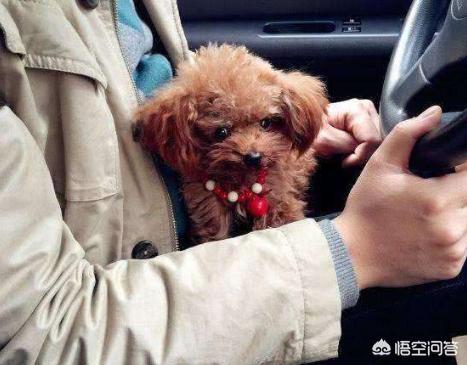 贵宾犬论坛:贵宾犬一生中会有什么心愿？