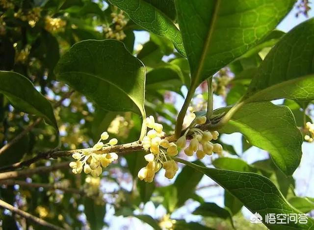 头条问答 香叶是什么树的叶子 香叶树在陕西 河南能栽种吗 109个回答