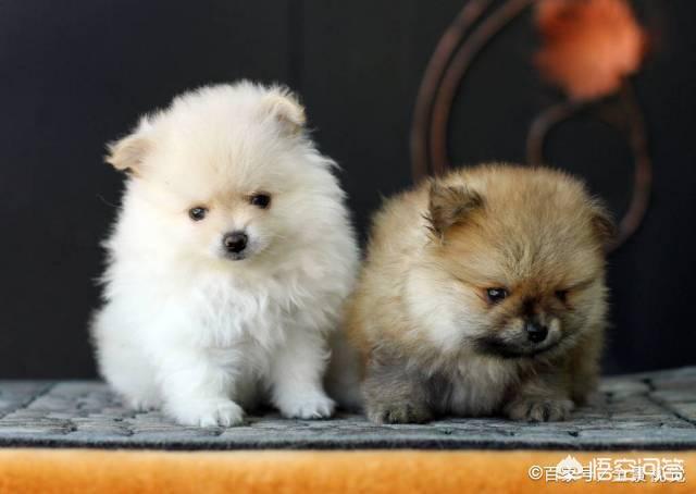 小博美犬不能吃什么食物:博美犬有什么缺陷？饲养时要注意什么？