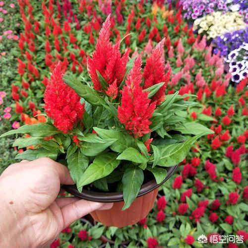 鸡冠花种植:花中之禽“鸡冠花”好养吗？如何养护开花？