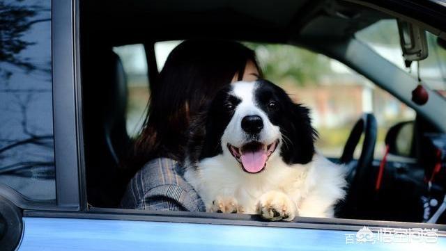 边境牧羊犬好不好的:边境牧羊犬除了聪明，还有什么优点？