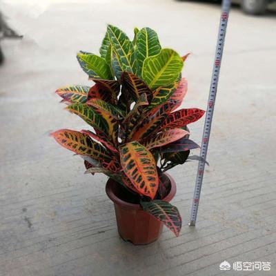 变叶木实物:植物变叶木养殖方法是什么？哪位知道？