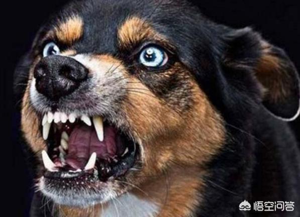 犬传染性气管支气管炎:狗狗容易得哪些传染病？都有什么症状？
