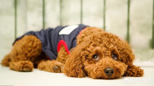 贵宾犬怎么养怎么训练:贵宾犬喂食，有什么是能吃的，有什么不能吃的？