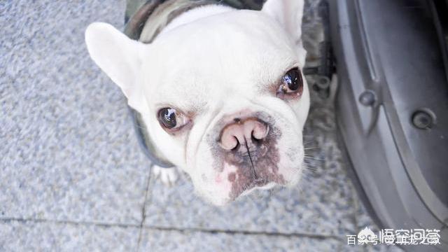 法牛犬:法斗犬除了喜欢会舔人，还有什么原因让它舔人吗？