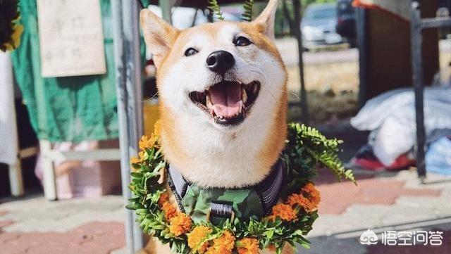 柴犬优缺点:“戏精”柴犬的活动量如何，值得饲养吗？ 柴犬优缺点及适合人群
