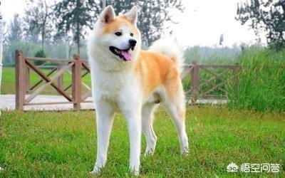 秋田犬多少钱一只:身价过万的“秋田犬”，为什么感觉养的人却很少？