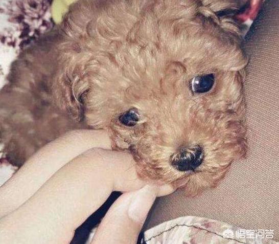 快乐到家贵宾狗图片:贵宾犬为什么偏偏有狗窝不睡，非得要睡床呢？