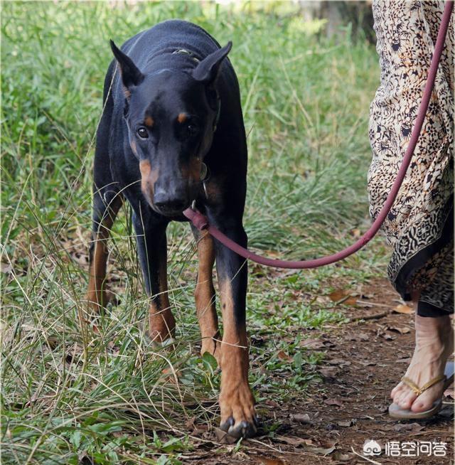 斗牛犬打架视频:哈士奇、金毛、拉布拉多打架哪个厉害？