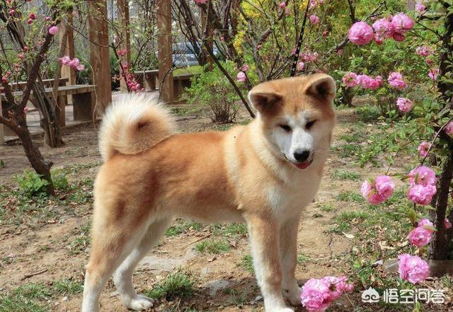 日本秋田犬图片:日本狗秋田犬和柴犬图片 为什么喜欢秋田犬的多，养的人却少？