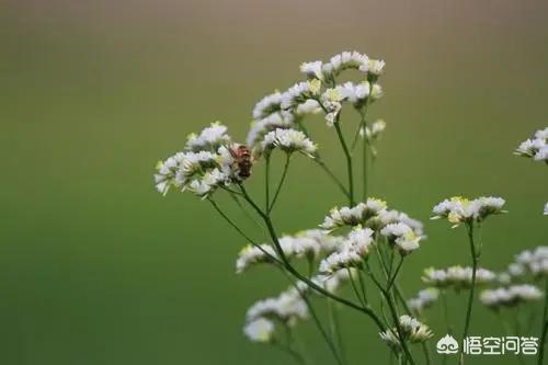 勿忘我和情人草:喜欢养花、插花，专业或业余花艺爱好者，怎样买花？