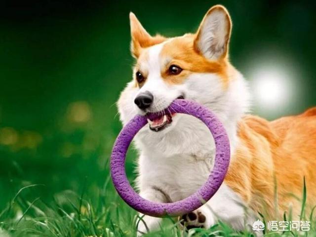 柯基犬智商:养柯基犬有那些好处与坏处？