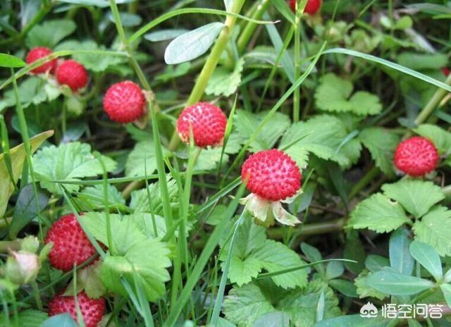 63岁阿姨吃了3年酵素，肠子布满棕黑色花纹，像“蛇皮”一样，农村草丛中的蛇莓能吃吗？为何大人要“骗”小孩说不能吃呢？