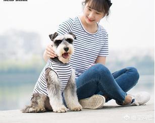 雪纳瑞狗狗的寿命有多长:雪纳瑞狗狗寿命一般多少年 养狗为什么最好不要选雪纳瑞？