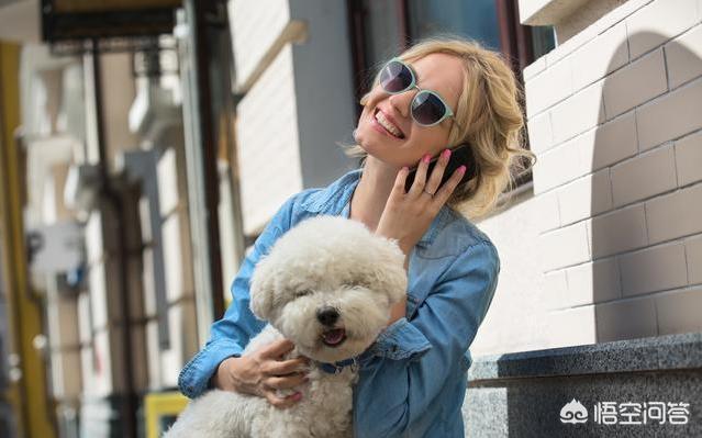 比熊和泰迪的区别:泰迪犬和比熊犬相比，为什么泰迪犬更值得养？