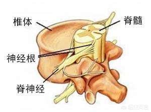 颈椎病引起的肠胃不适的症状:颈椎病怎么会引起胃肠不适和腹痛？