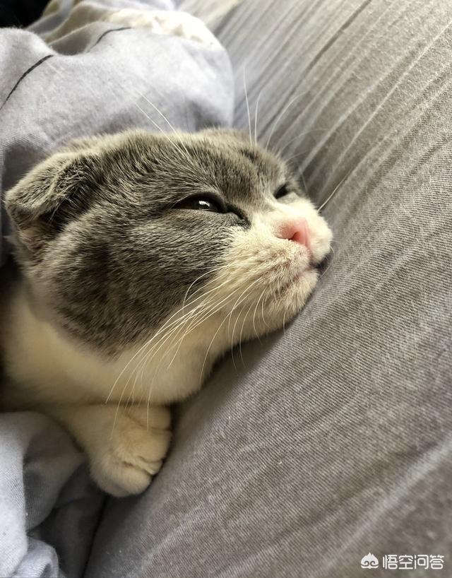 怎么看自己猫咪的品种:如何挑选到一只心仪的宠物猫？