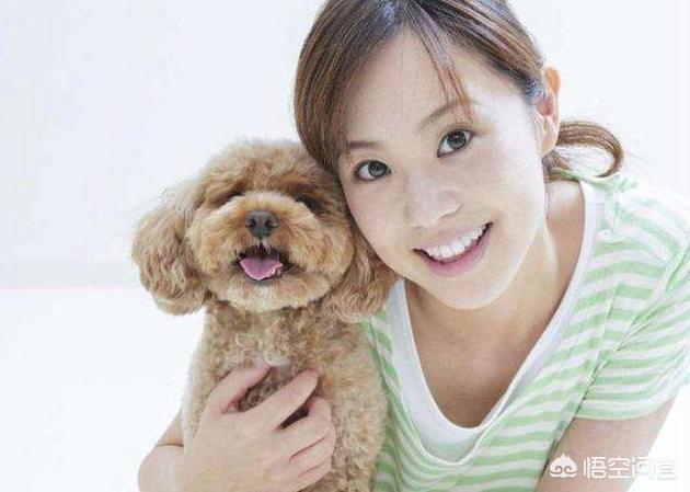 女生为什么不能养泰迪犬:为什么我感觉泰迪犬越来越遭人嫌弃？