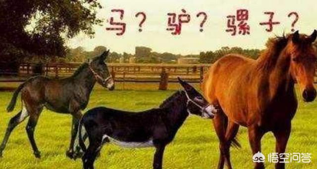 翻车鲀鱼一次产约3亿卵子:人的定义是什么？怎样的动物才算是个人？