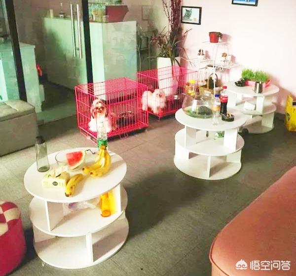 教你怎样留住宠物店客户,三点技巧？
