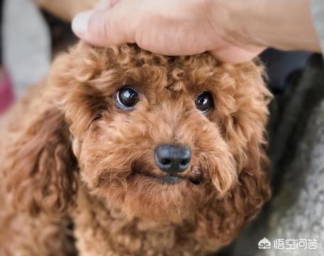 训练乖巧的波尔多犬图片:训练泰迪犬的黄金时期是什么时候？该训练什么？