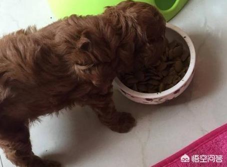 训练乖巧的波尔多犬图片:训练泰迪犬的黄金时期是什么时候？该训练什么？