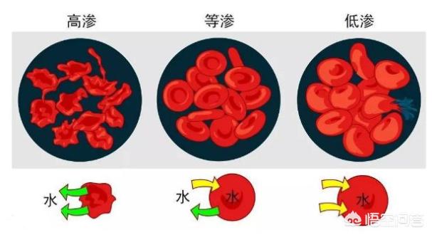 格陵兰鲨鱼灭绝了吗，恐龙灭绝了鲨鱼为什么没有灭绝