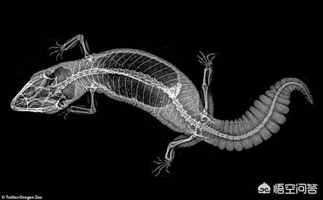 蜥蜴断尾再生图片:你觉得美国总统特朗普是“蜥蜴人”吗？ 蜥蜴断尾还能再生吗