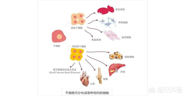 蜥蜴断尾再生图片:你觉得美国总统特朗普是“蜥蜴人”吗？ 蜥蜴断尾还能再生吗