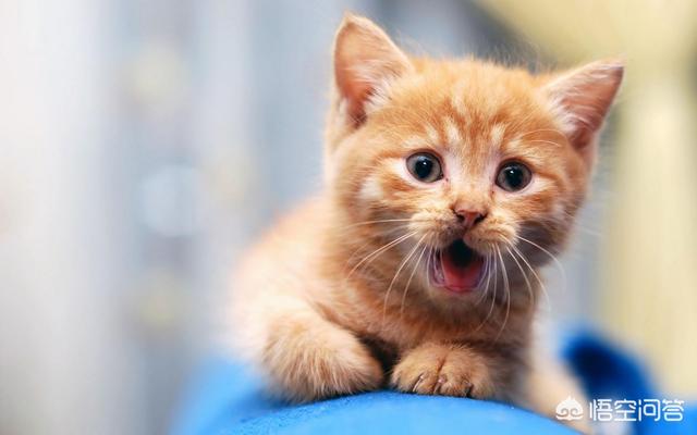 明堂养猫记第三集:秦可卿安顿好贾宝玉午睡，为什么吩咐小丫头看着猫儿狗儿打架？