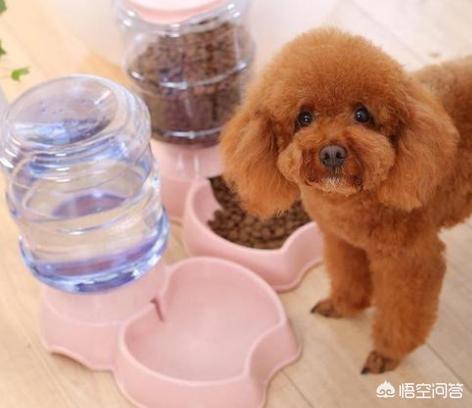 肛门腺:一直不给巴哥犬挤肛门腺会怎么样？