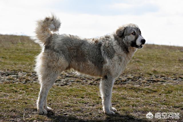 保加利亚牧羊犬舍:今晚恒大战科内，科舍与艾格努隔网对轰，恒大能获胜吗？ 保加利亚牧羊犬哪里买