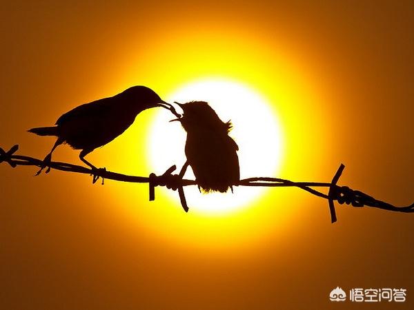 鸟的图片:鸟的图片卡通 说说你是怎么拍鸟的？分享一下实拍心得？