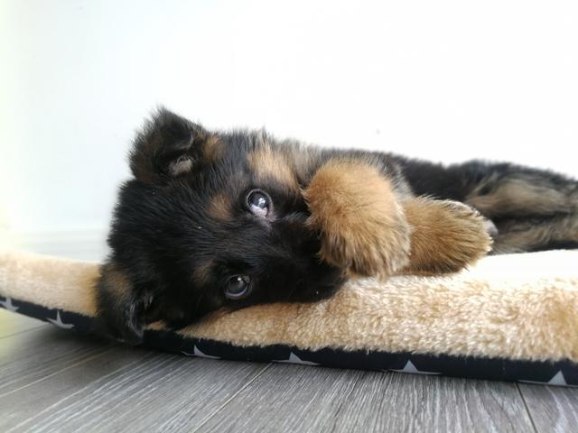 头条问答 德牧适合每天洗澡吗 14个回答