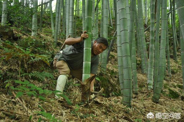 头条问答 我国北方是不产竹子的 当初以骑射为主的匈奴以及其他北方少数民族是拿什么做弓箭的 图谋不规的回答 0赞