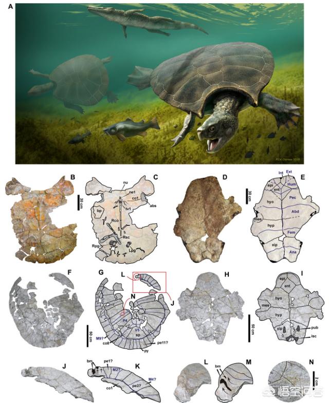 描写普鲁斯鳄特点的句子:已灭绝巨型乌龟地纹骇龟的体型有多大？