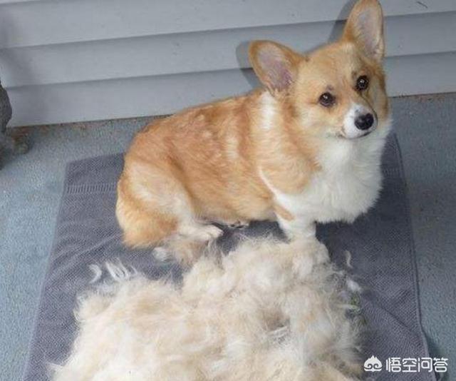 法兰德斯牧牛犬图片:什么品种的狗狗不贵，适合在山上放牛？