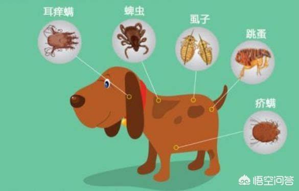 幼犬驱虫要注意什么:给狗狗体内驱虫的注意事项有什么？