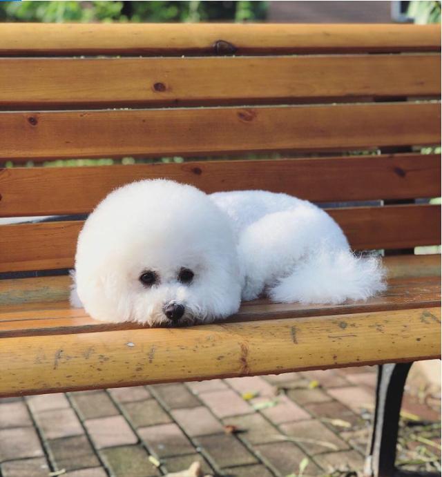 比熊吧:养比熊犬，有什么样的“痛”呢？